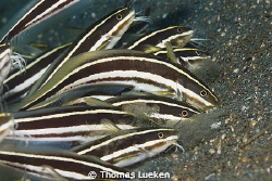 found in Lembeh; D200 by Thomas Lueken 